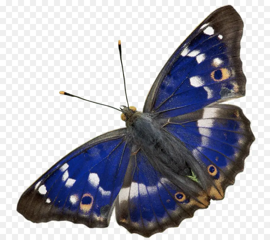 бабочка，фиолетовый император PNG