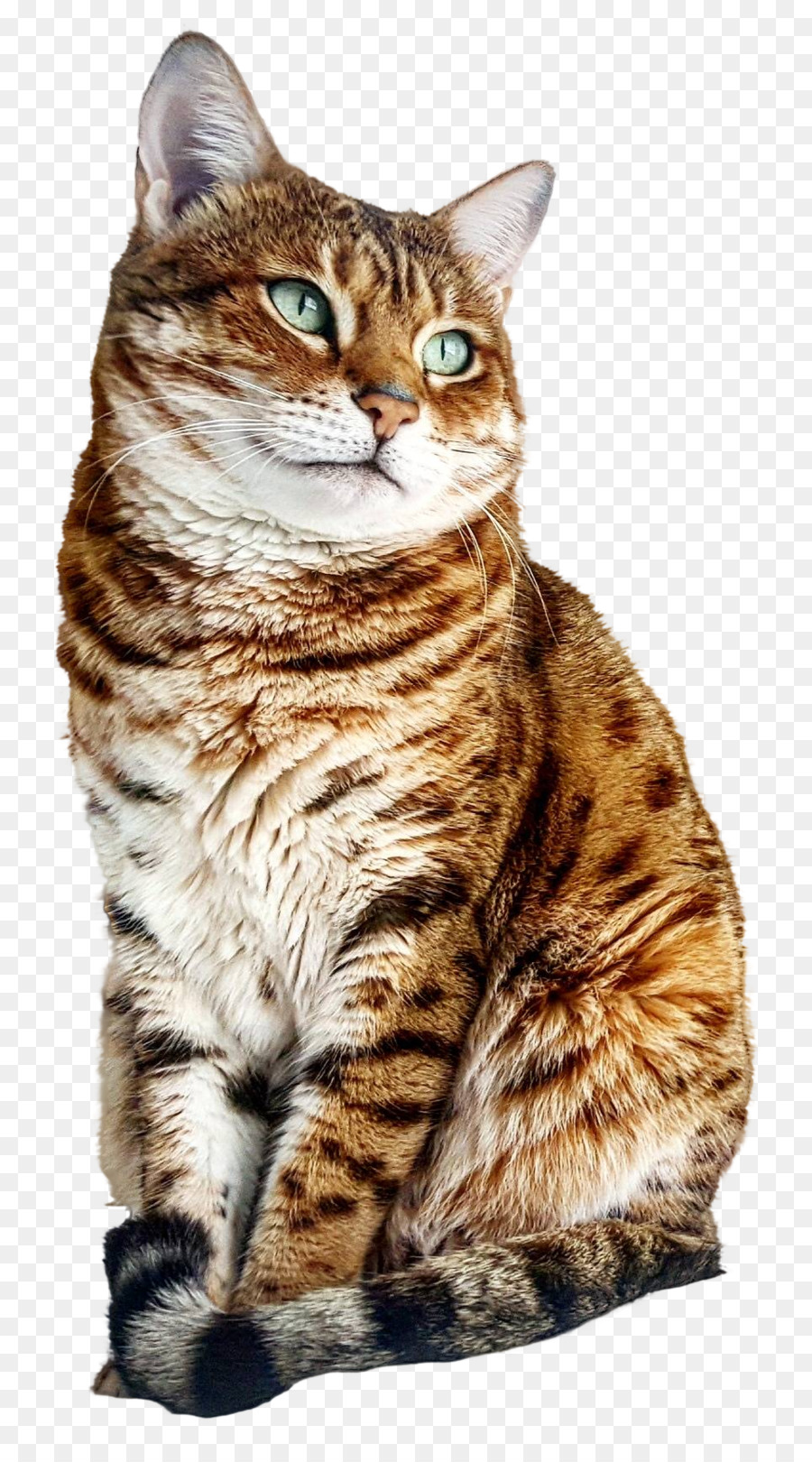 Кот，Домашний питомец PNG