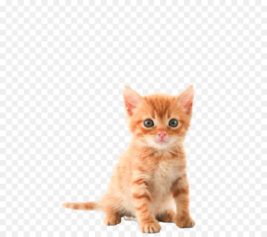 Котенок，кот PNG