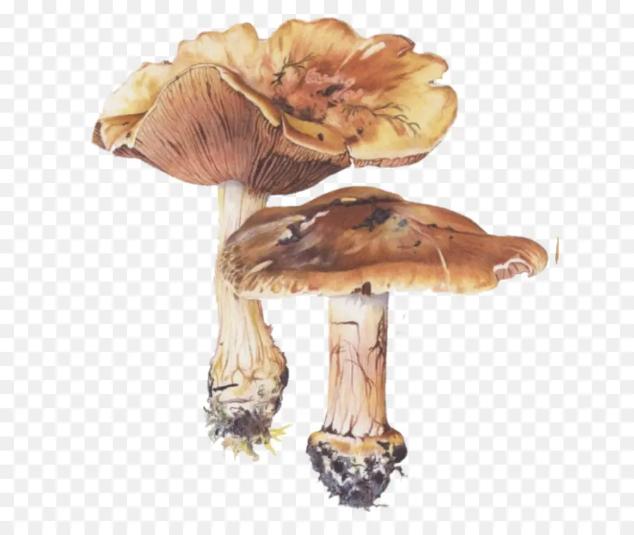 съедобный гриб，грибок PNG