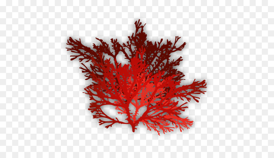 Водоросли гиф. Красные водоросли. Красные водоросли на белом фоне. Красный коралл на белом фоне. На белом фоне красных морских водорослей.