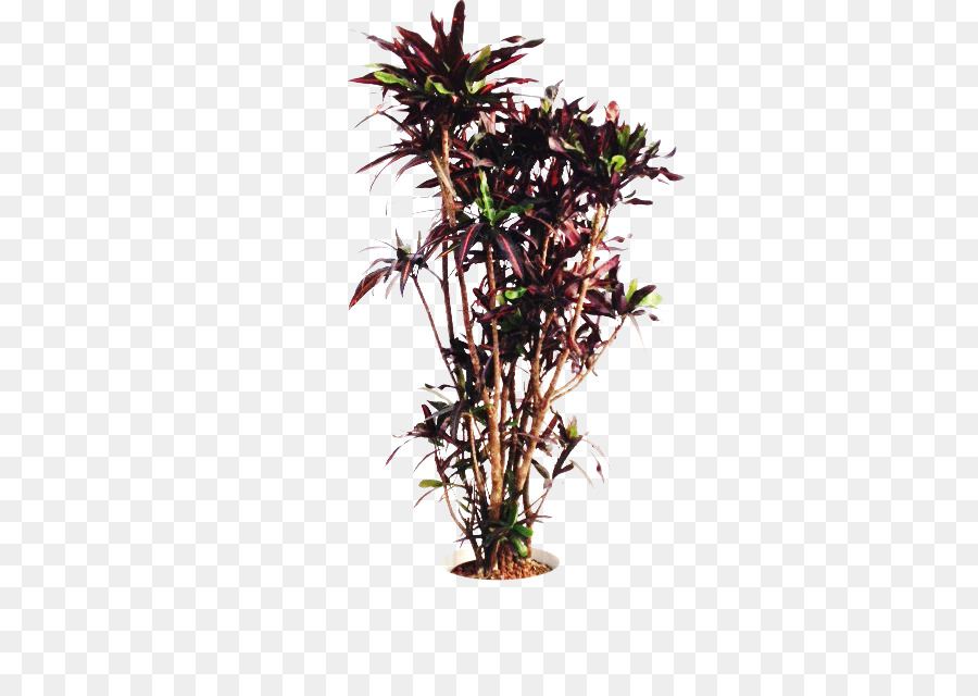 горшок，комнатное растение PNG