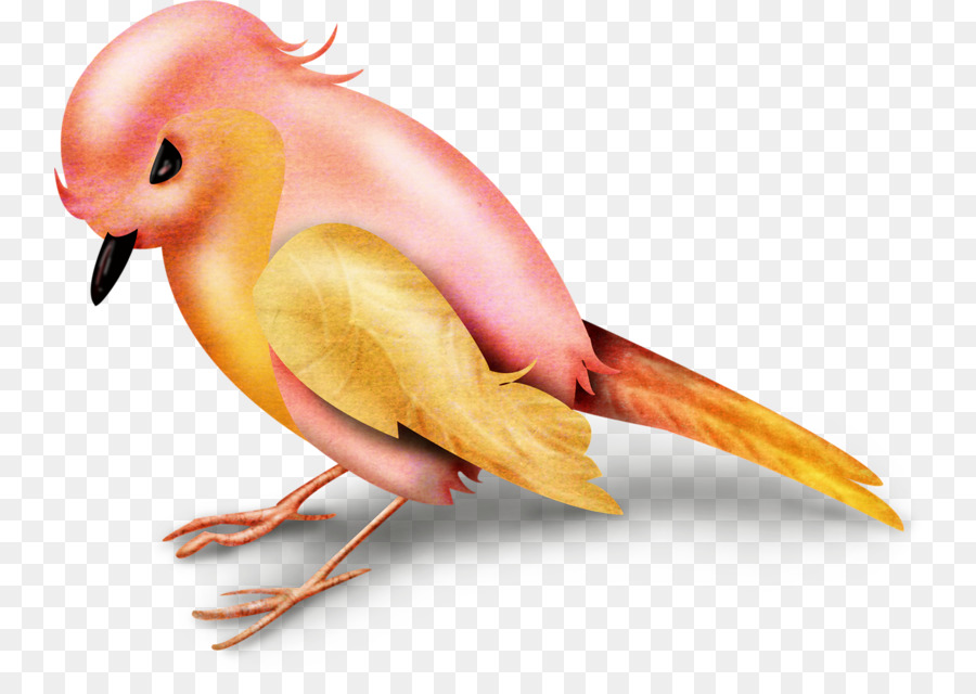 птица，оранжевый PNG