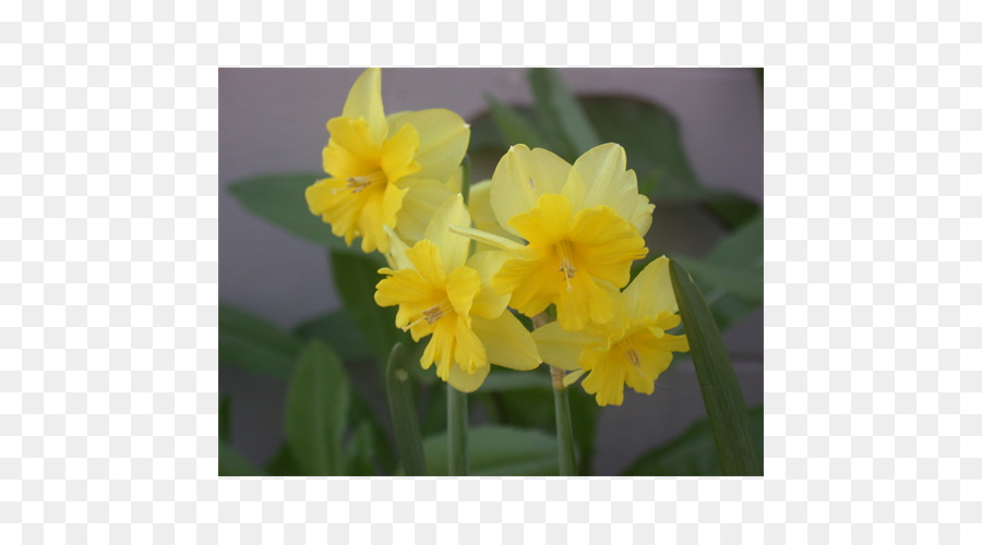 Narcissus，фиолетовый PNG