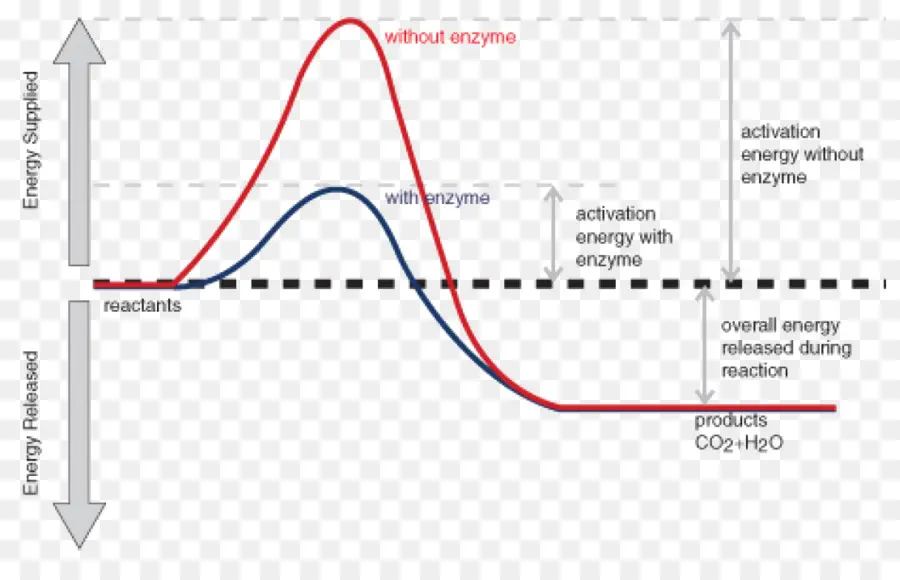 Ферментативная реакция，энергия активации PNG