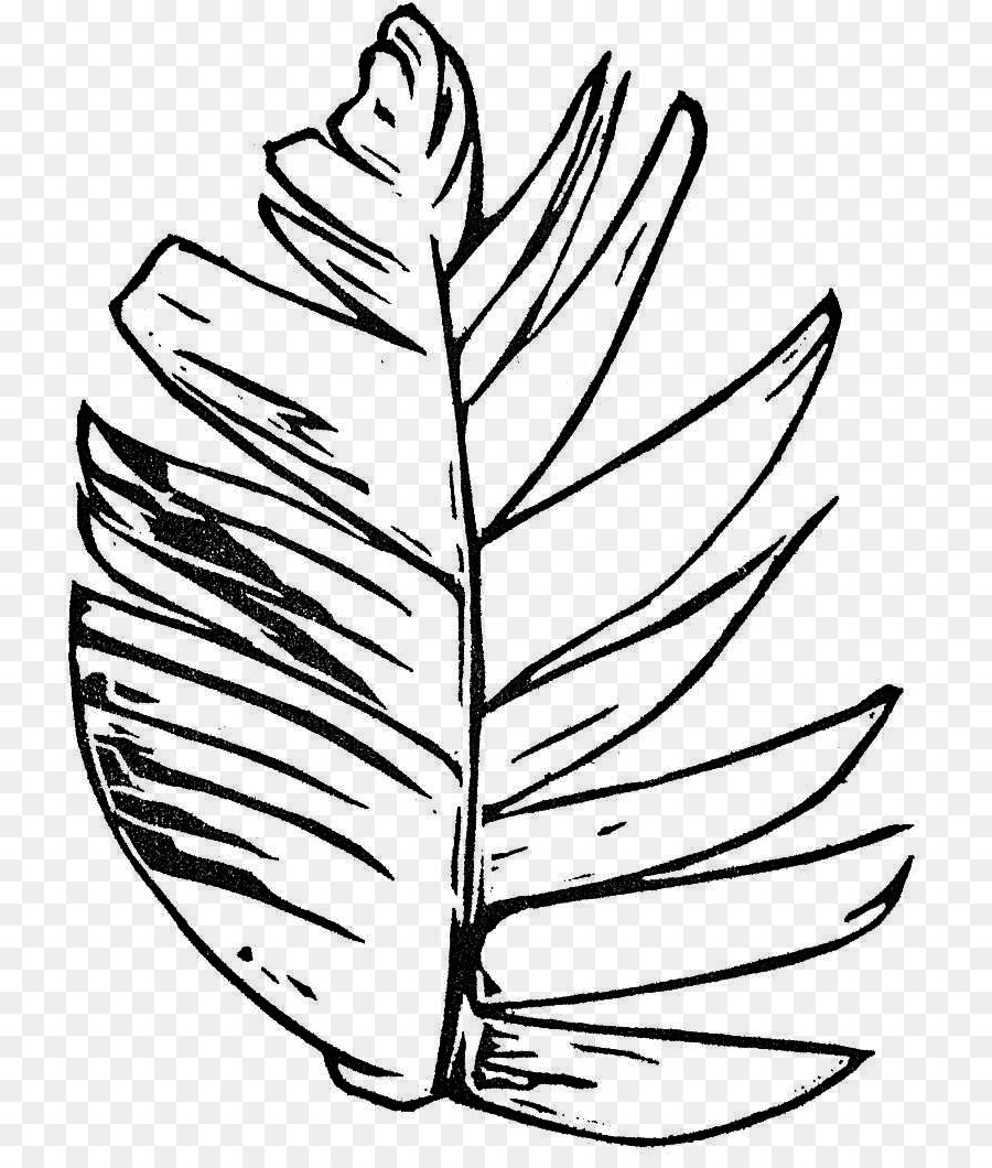 лист，цветущее растение PNG