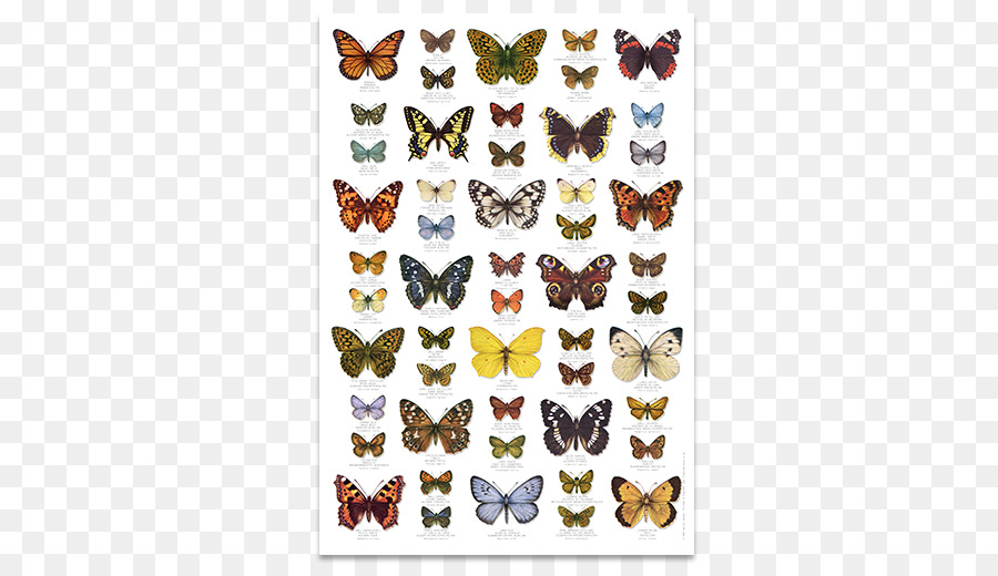 Соедини бабочек во весь экран. Бабочки плакат. Напечатать бабочки картинки.