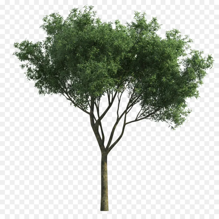 дерево，пейзаж PNG