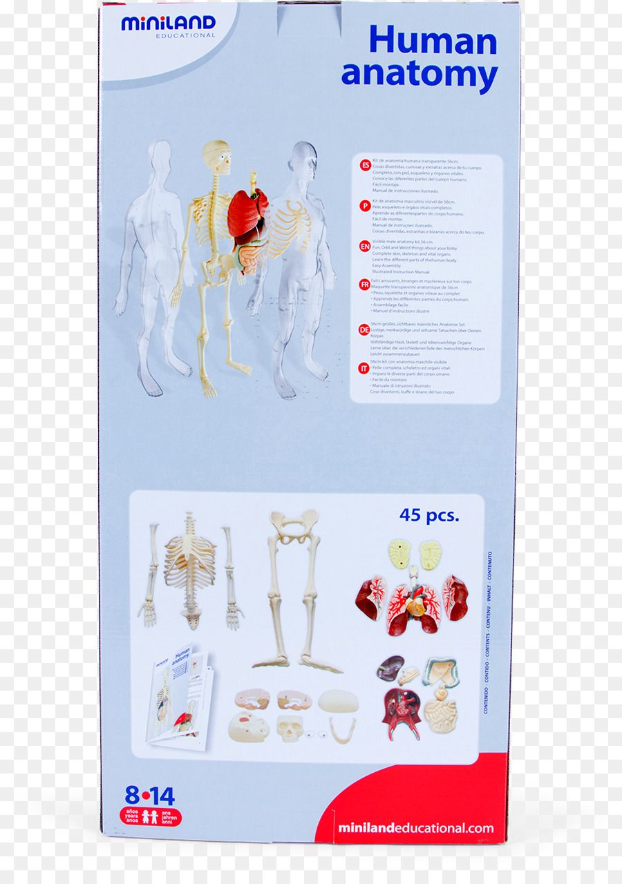 анатомия человека，анатомия PNG
