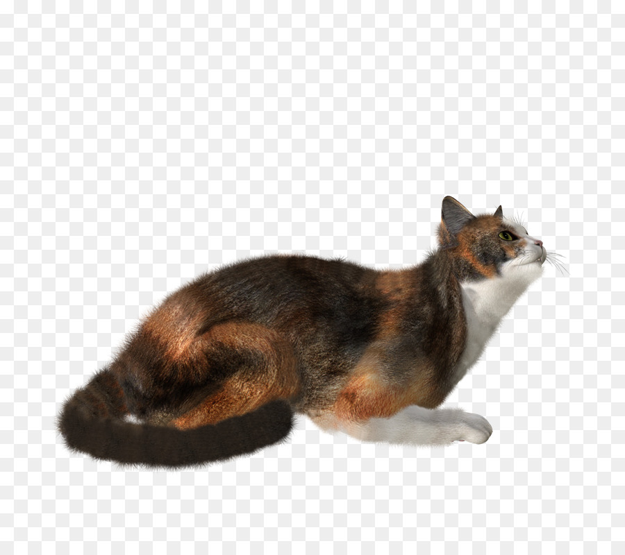 Кот，Домашний питомец PNG