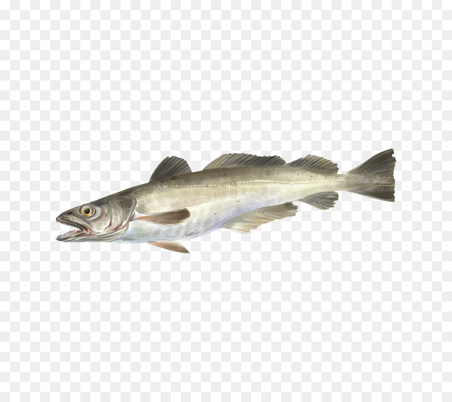 мойва，Рыбы PNG