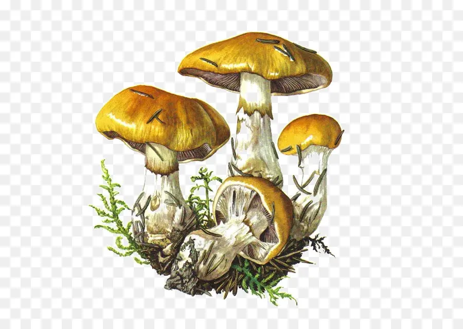 Ботаническая иллюстрация，Съедобный гриб PNG