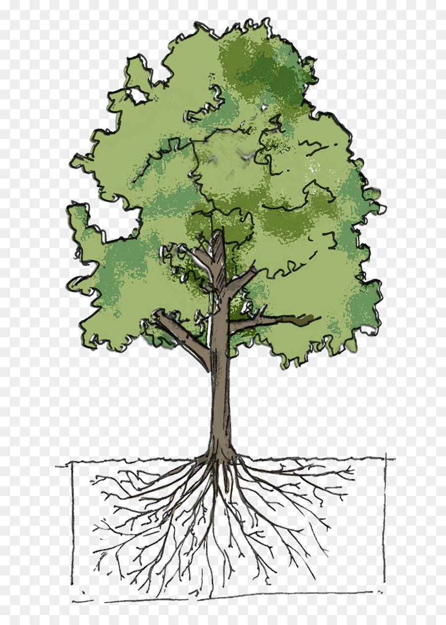 Дерево биология