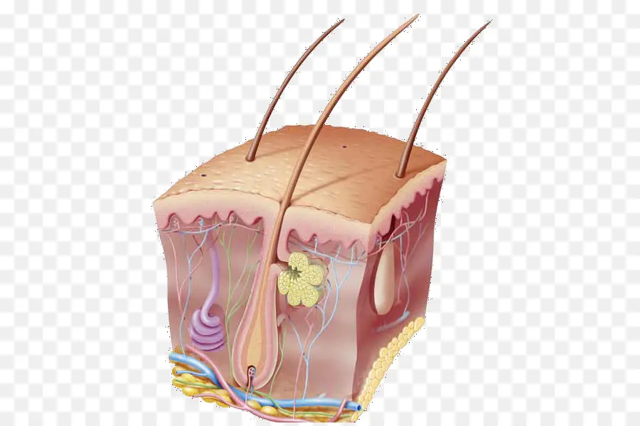 Поперечное сечение кожи，Эпидермис PNG