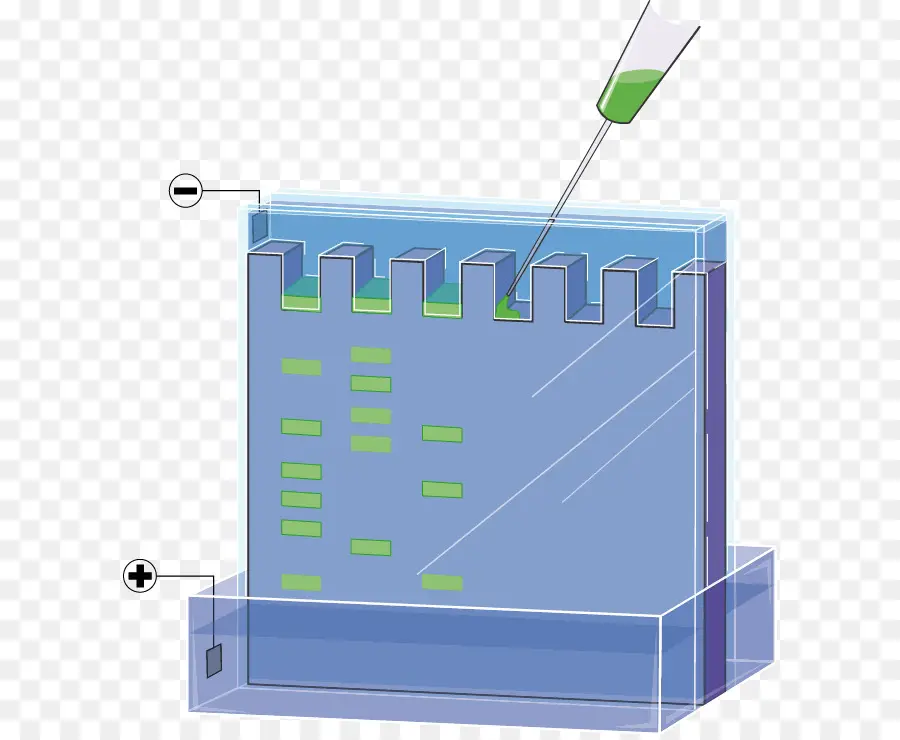 Gel Electrophoresis，Электрофорез PNG