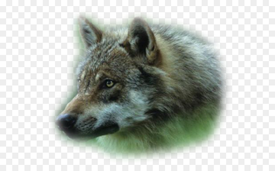 аляскинский тундровый волк，Койот PNG