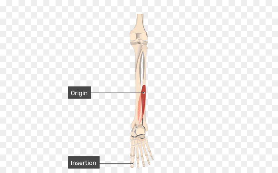 Мышцы предплечья，Кость PNG