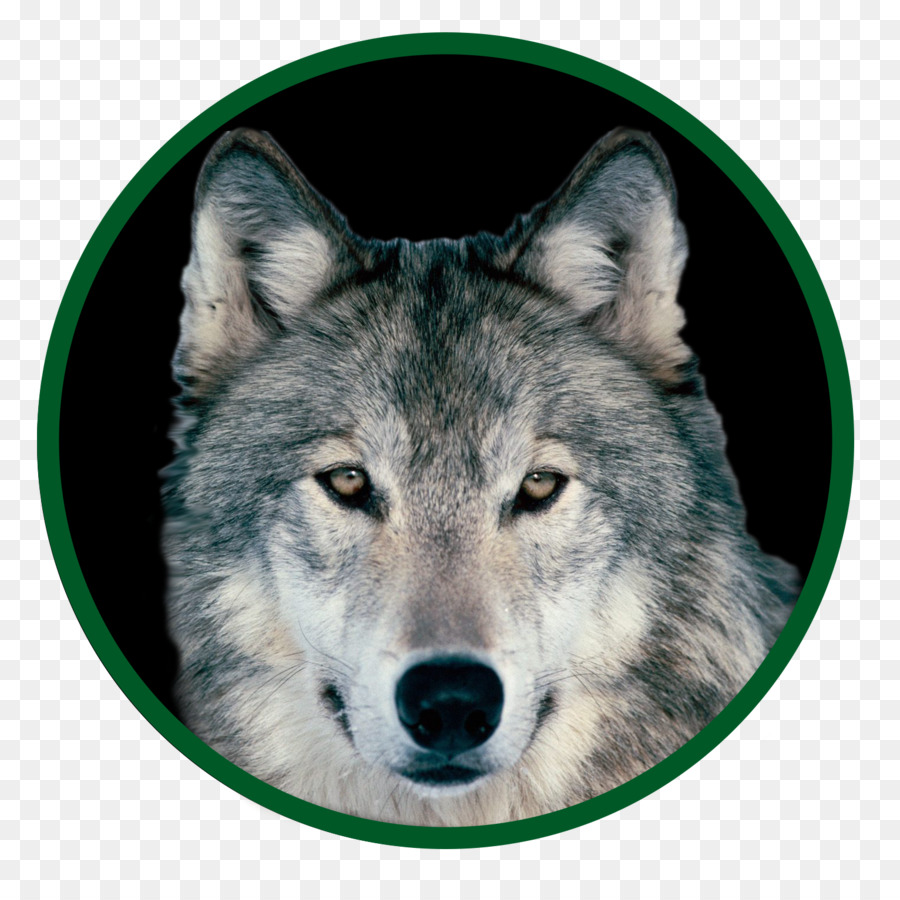 Собака，Арктический волк PNG