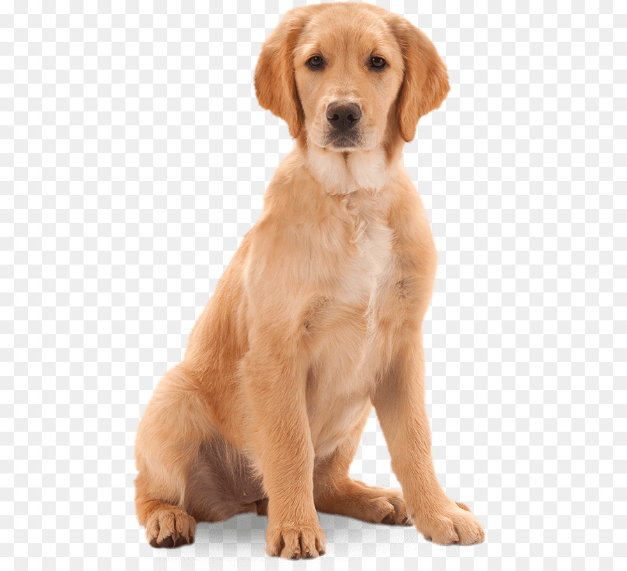 порода собак золотистый ретривер щенок