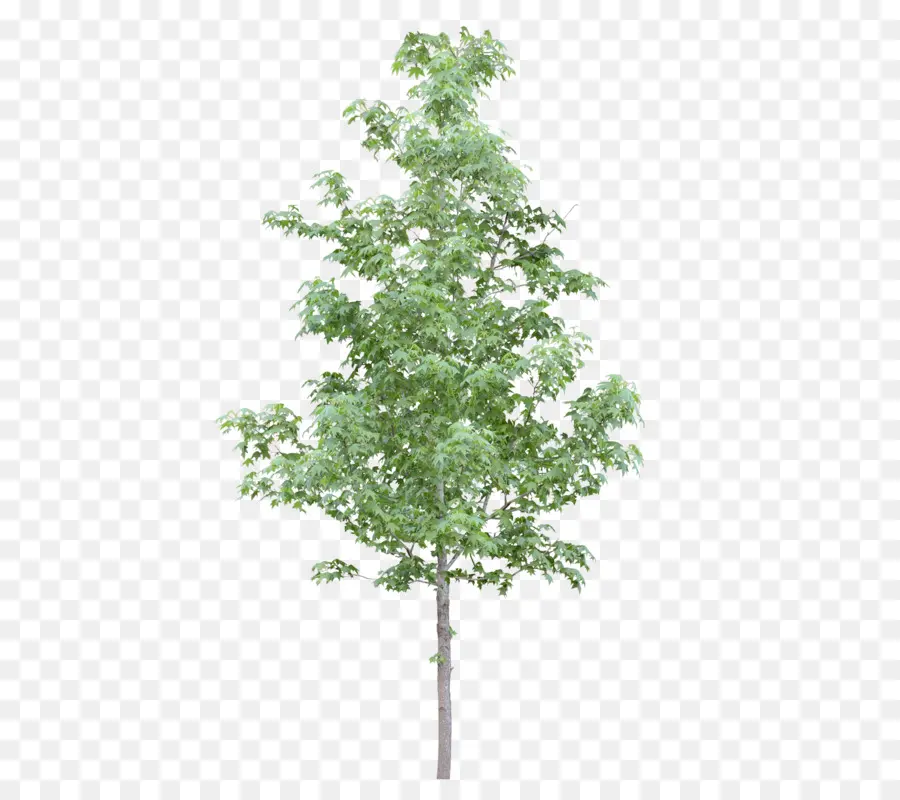 Дерево，Элементы Adobe Фотошоп PNG
