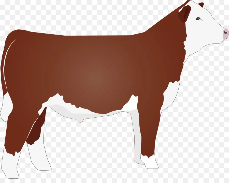 крупный рогатый скот герефордской породы，крупный рогатый скот PNG