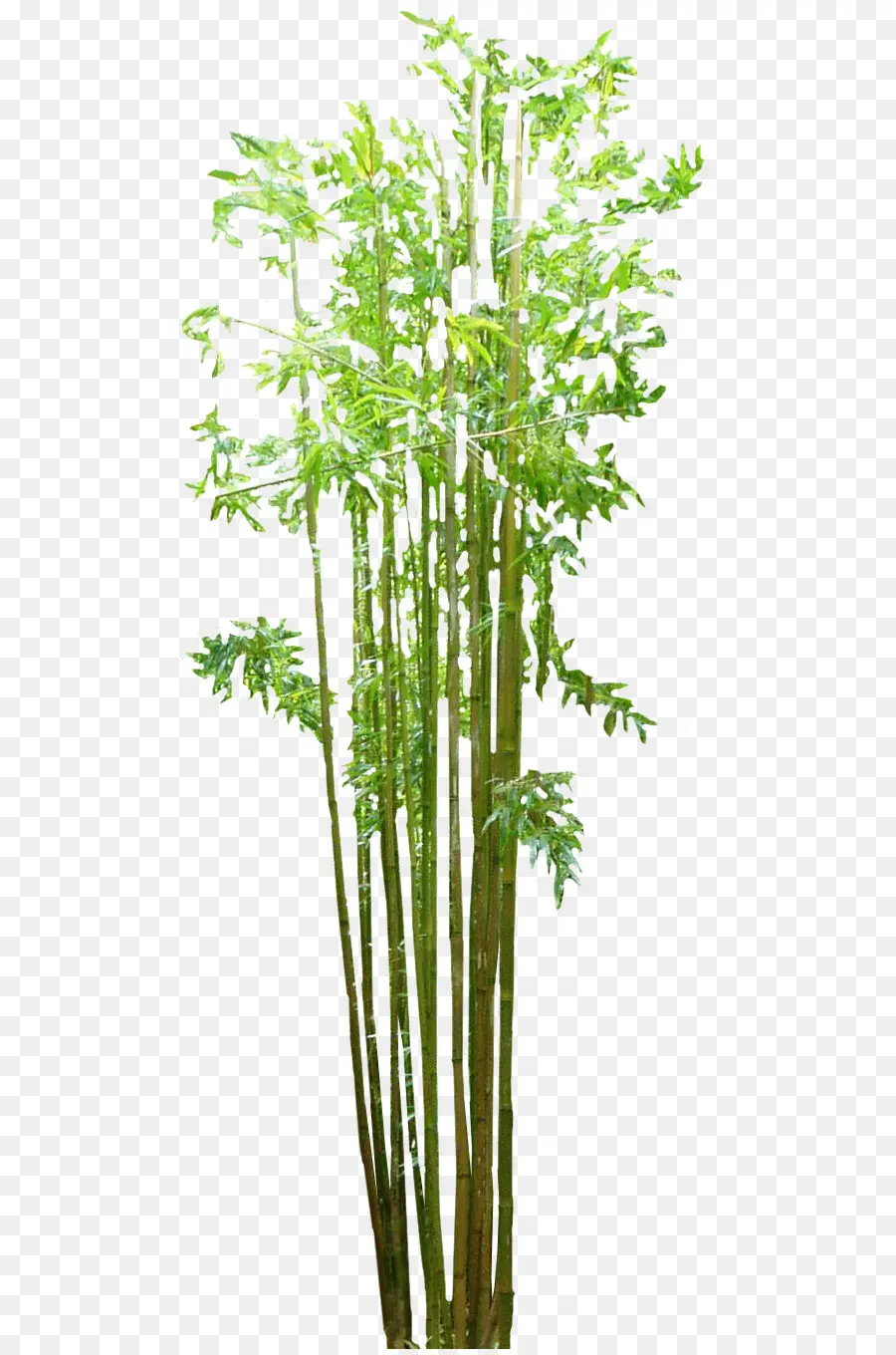 Bamboo，Grasses PNG