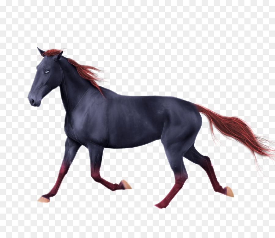 Американская краска，Андалузская лошадь PNG