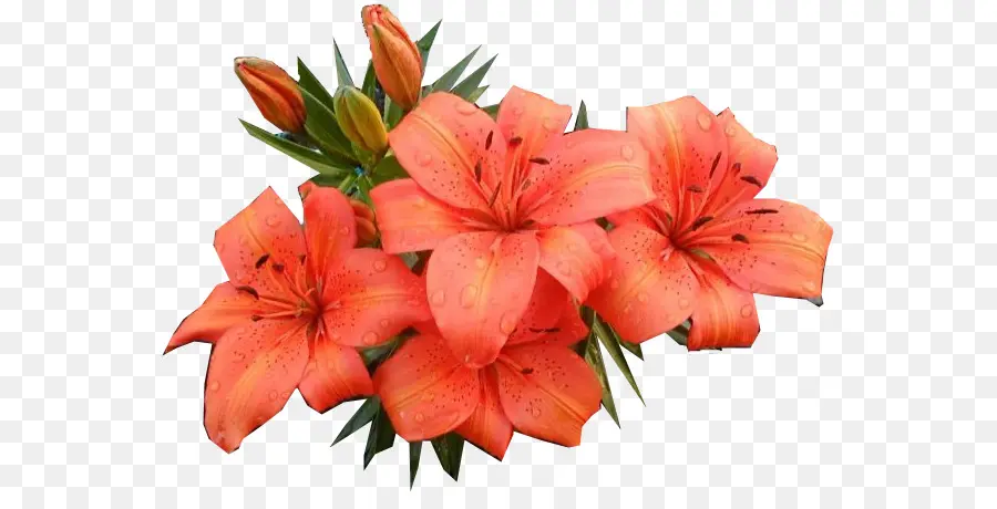 цветок，цифровые изображения PNG