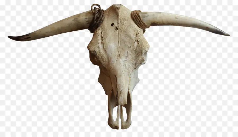 Крупный рогатый скот，коза PNG