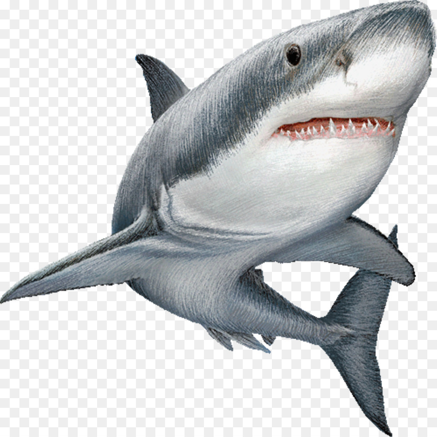 Акула, большая белая акула, прилипалы