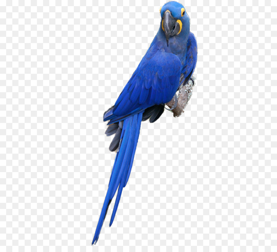 Волнистый попугайчик，Ара PNG