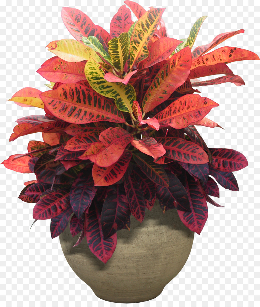 комнатные растения，цветущие горшечные растения PNG