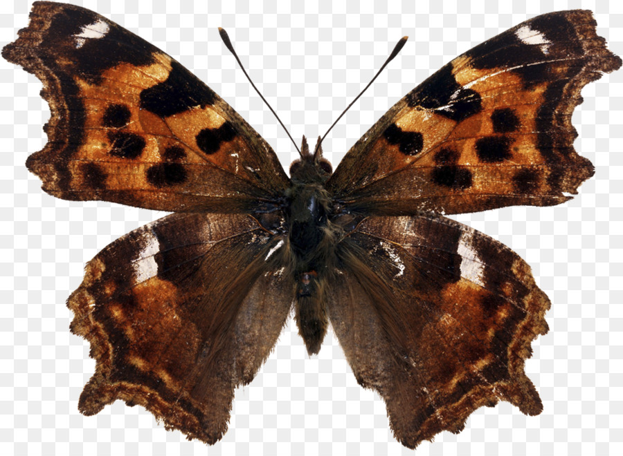 Бабочка，красивая бабочка PNG