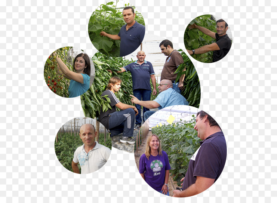 группа Agroponiente，сельское хозяйство PNG