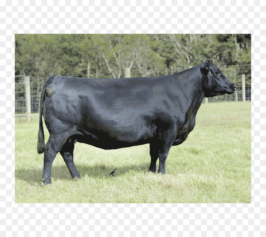 Молочный скот，Крупный рогатый скот PNG