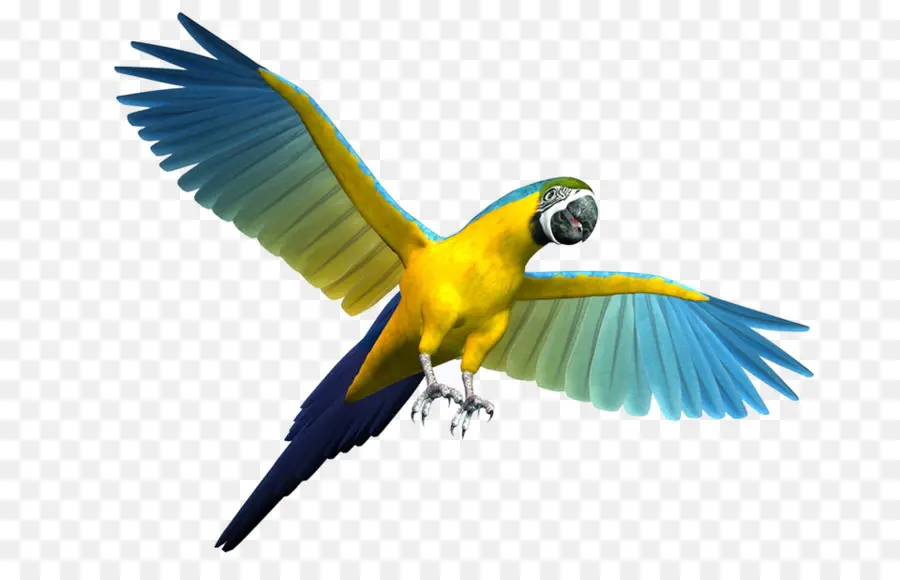 Попугай，Волнистый попугайчик PNG
