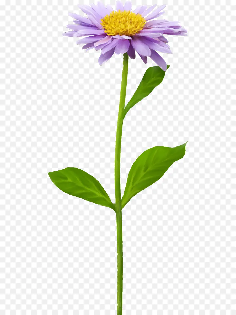 цветок，Растровая графика PNG