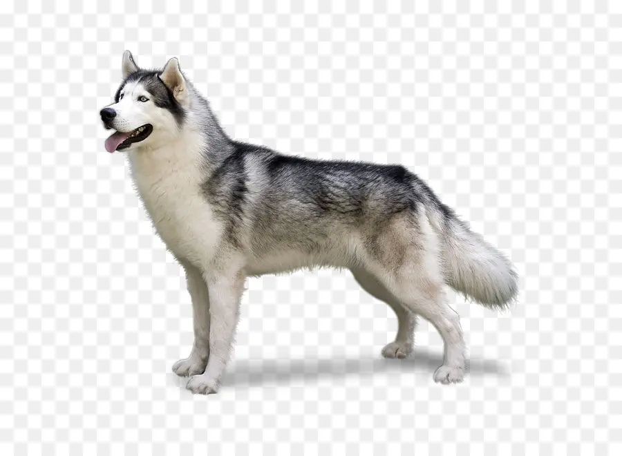 Сибирский хаски，German Shepherd PNG