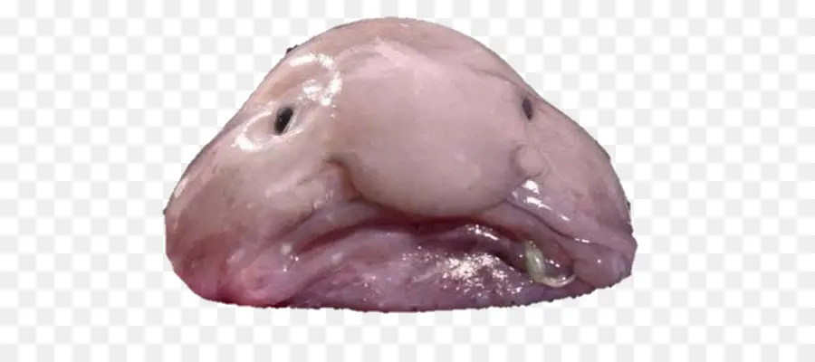 Blobfish，животное PNG
