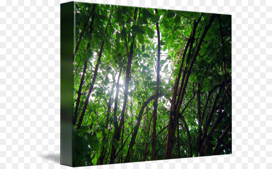 Rainforest，широколиственные и смешанные леса PNG