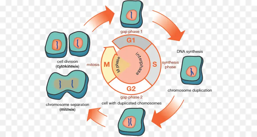 Клеточный цикл，Биология PNG