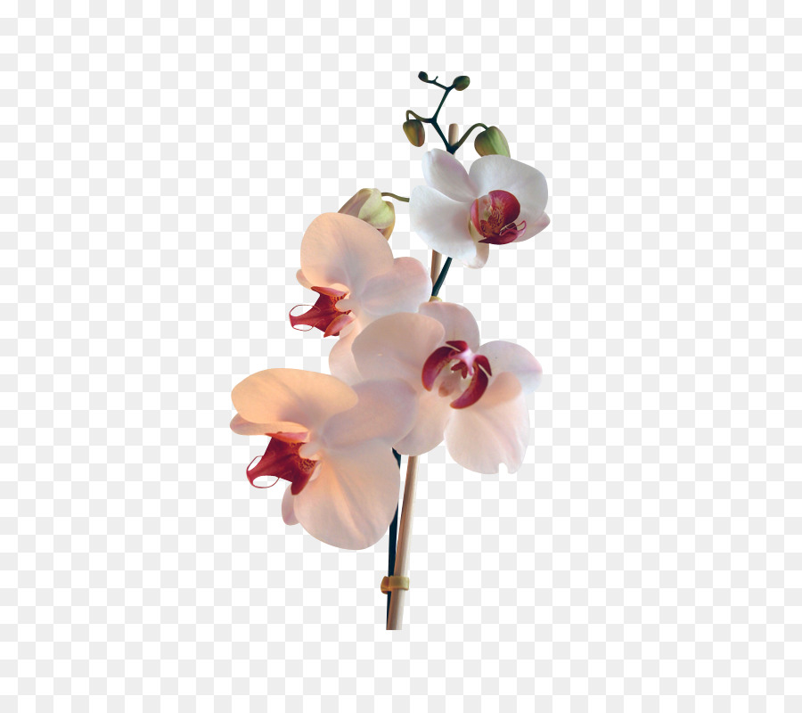 Мотылек орхидеи，Орхидеи PNG