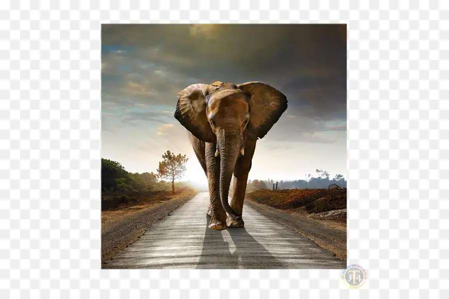 Африканский слон Буша，слоны PNG