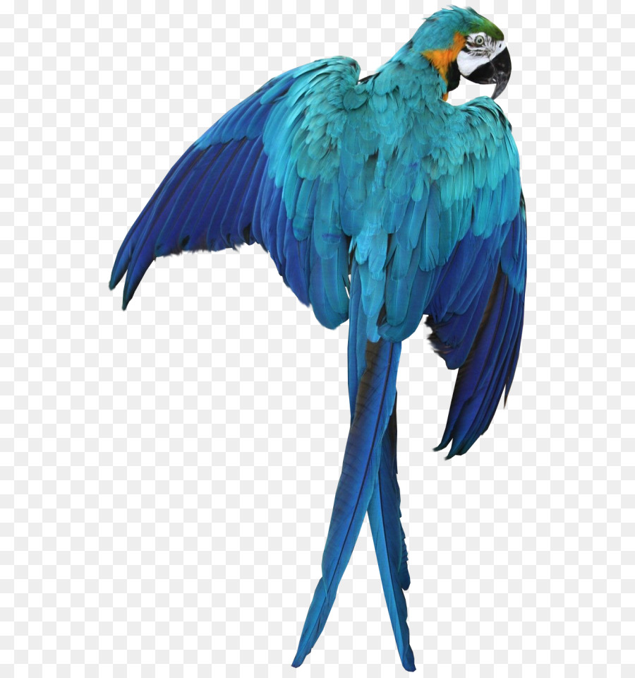 Волнистый попугайчик，Ара PNG