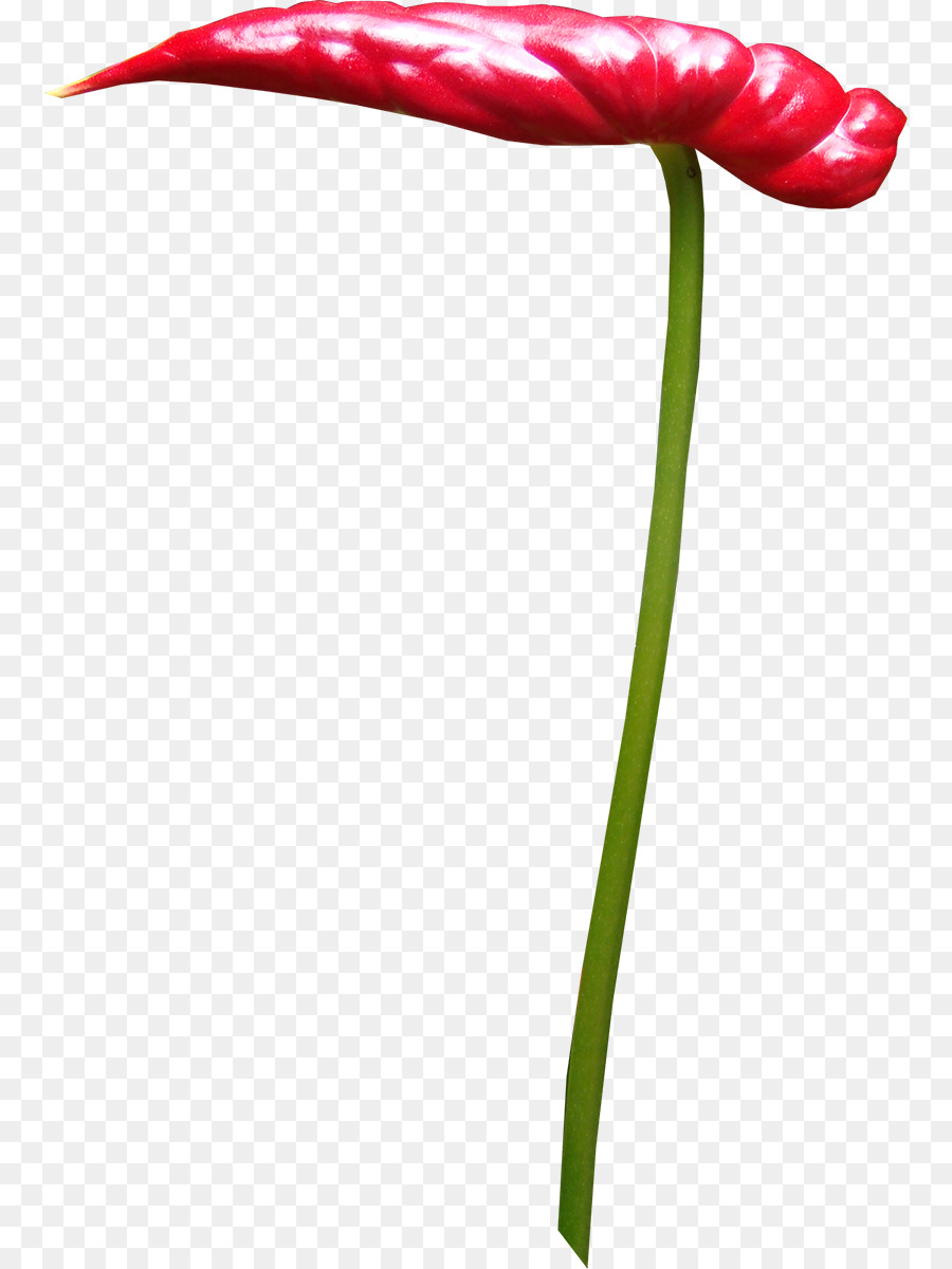 Тюльпан，лепесток PNG