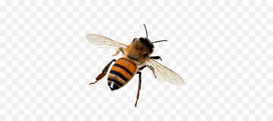 Западной медоносной пчелы，Пчелка PNG
