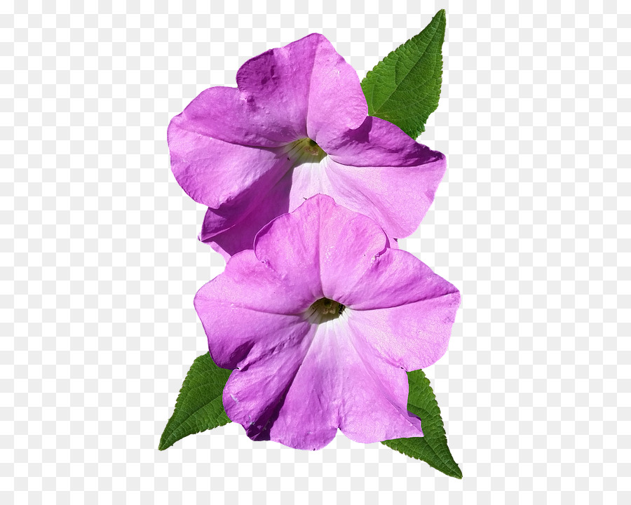Петуния，цветок PNG
