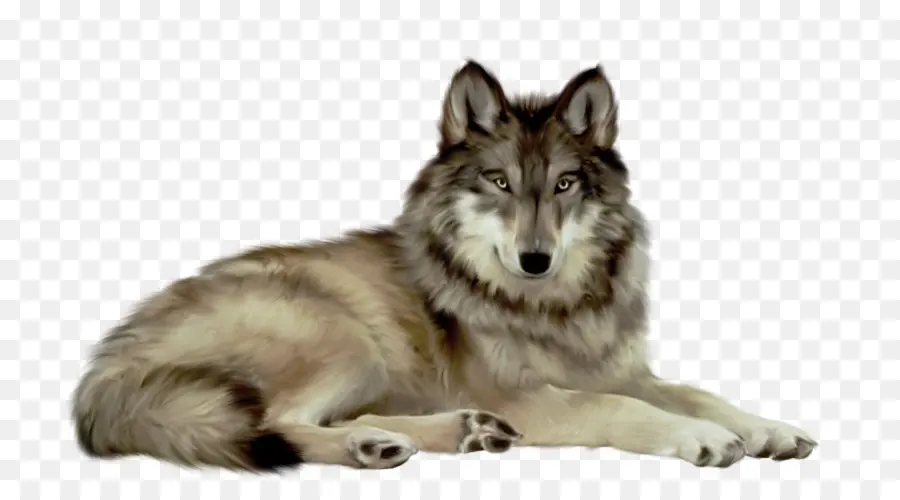 волчьей собаки сарлоса，чехословацкий влчак PNG