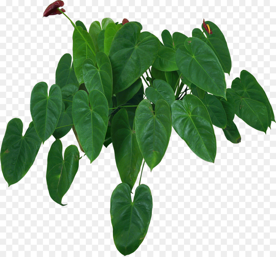 комнатные растения，Комнатное растение PNG