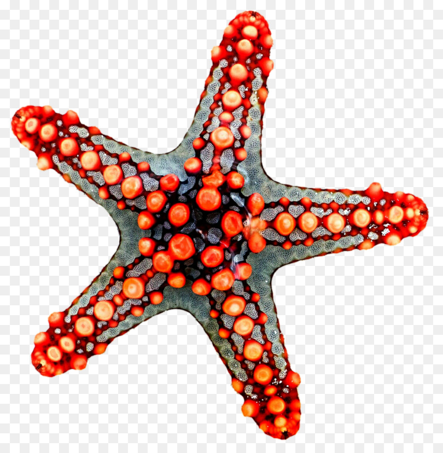 Морская звезда，удивительное погружение PNG